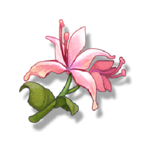 鳴潮金陽鳳在哪摘