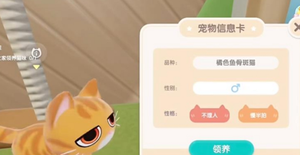 心動(dòng)小鎮(zhèn)怎么養(yǎng)貓