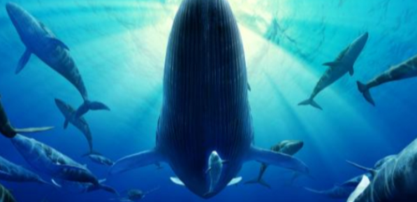 魔獸世界深海巨腹魚有什么用