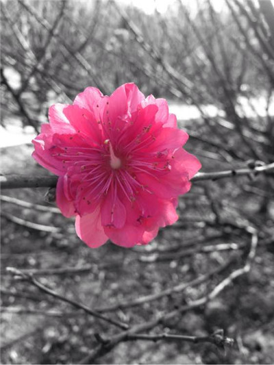 snapseed手機app中文版截圖1