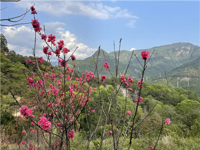 觀音山旅游服務(wù)app最新版