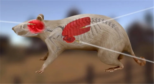老鼠狩獵3D截圖3