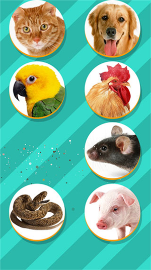 pettranslator截圖4