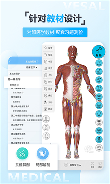 維薩里3d解剖截圖2