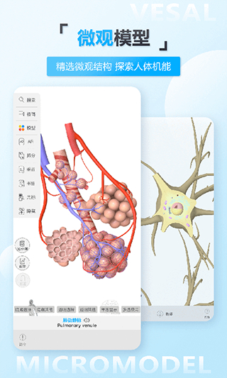 維薩里3d解剖