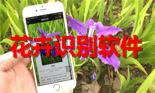 花卉識別