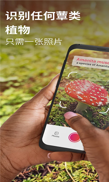 蘑菇識(shí)別截圖1