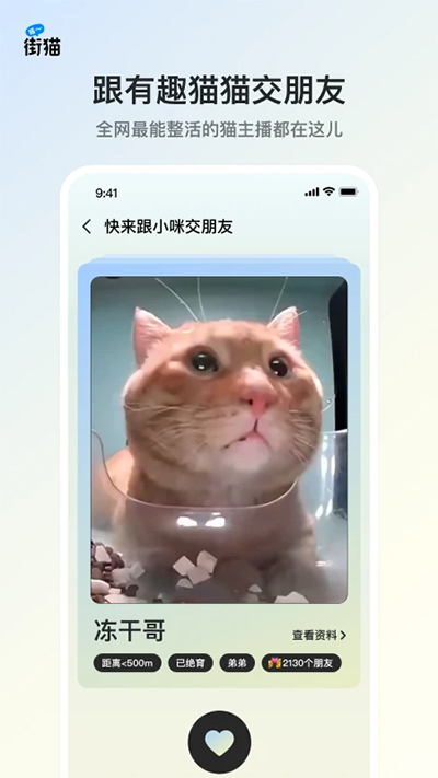 哈啰街貓截圖1