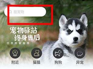 買只寵物
