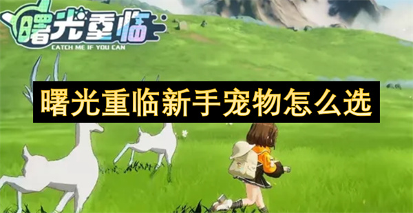曙光重臨新手寵物怎么選