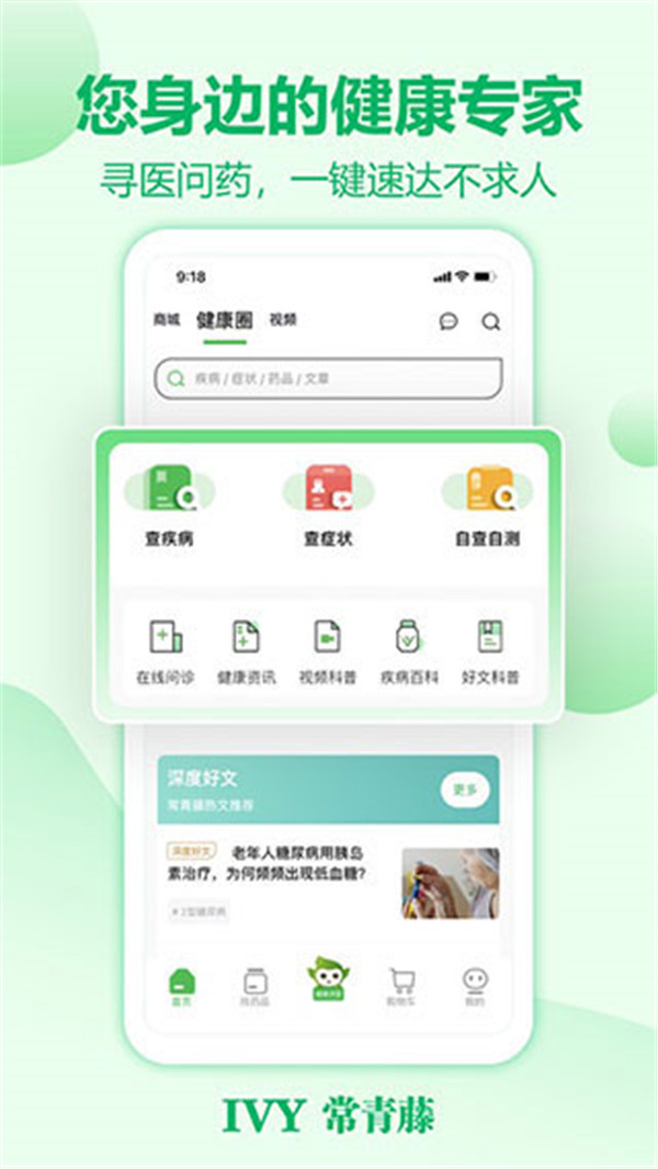 常青藤