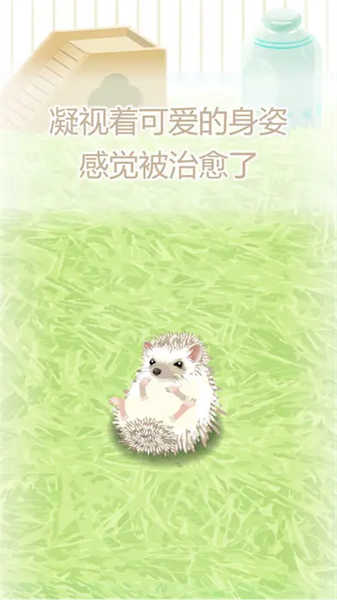 治愈的刺猬育成