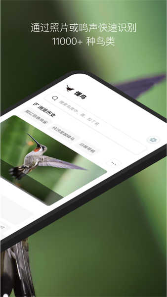 懂鳥(niǎo)