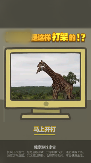 長頸鹿是這樣打架的