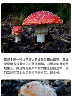 蘑菇識(shí)別軟件
