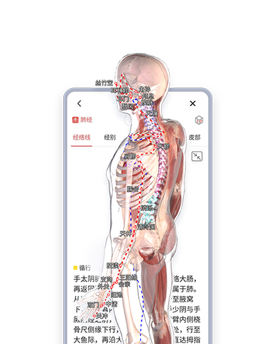 3dbody解剖圖