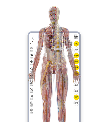 3dbody解剖圖