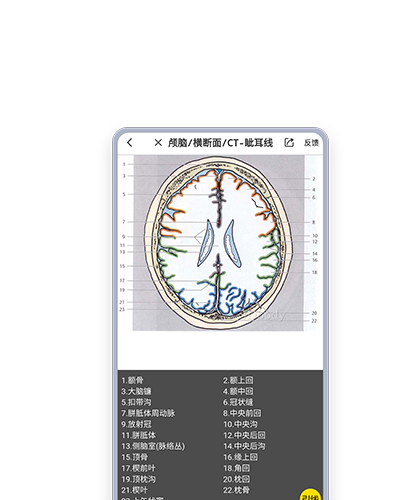 3dbody解剖圖