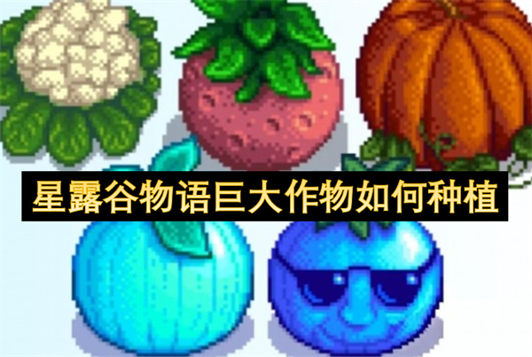 星露谷物语巨大作物如何种植