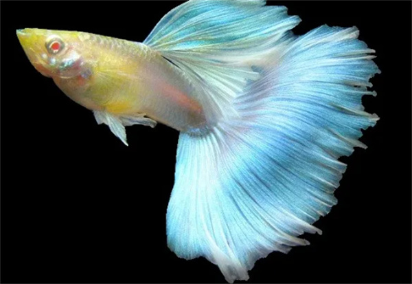 神奇海洋2025年11月1日答案：孔雀鱼的雄鱼比雌鱼?