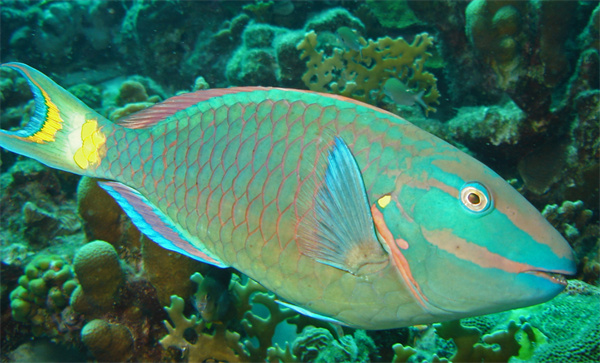 神奇海洋2025年11月21日答案：绿鹦鲷之所以得名，是因为什么特点与鹦鹉相似?