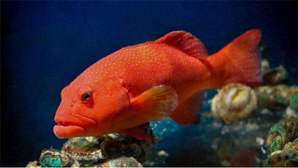 神奇海洋2025年11月22日答案：关于东星斑的特点，以下哪一项是正确的?