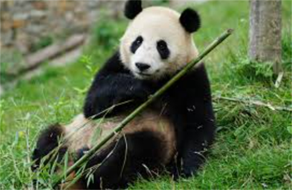 支付宝蚂蚁庄园2025年11月30日答案：大熊猫抓取竹子的“大拇指”其实是?