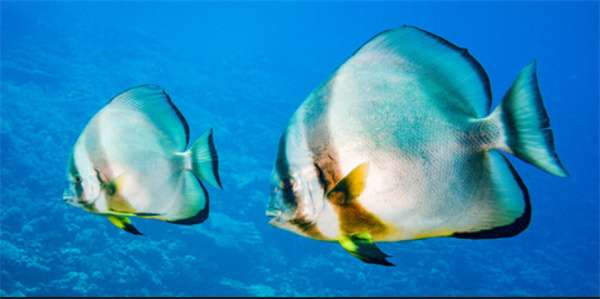 神奇海洋2025年11月29日答案：以下哪一项是圆眼燕鱼幼鱼的伪装方式?