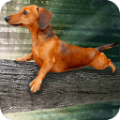 野蠻臘腸犬手機游戲最新版