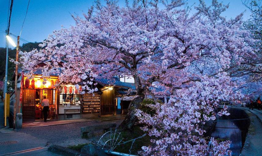 神無(wú)月櫻花祭福利盛典 送萬(wàn)元基金赴日賞櫻