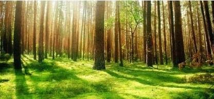 模擬大森林攻略大全 模擬大森林上手指南