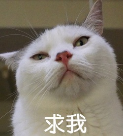 貓