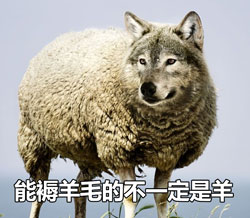 褥羊毛