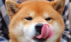 舔狗