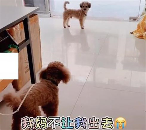 狗子連喊帶比劃叫小伙伴出去玩表情包帶字動圖免費下載截圖1