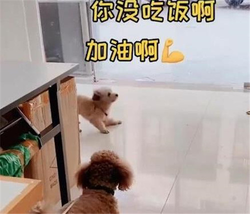 狗子連喊帶比劃叫小伙伴出去玩表情包帶字動圖免費下載截圖2