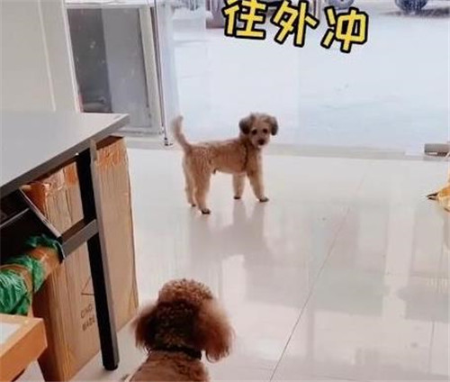 狗子連喊帶比劃叫小伙伴出去玩表情包帶字動圖免費下載截圖3