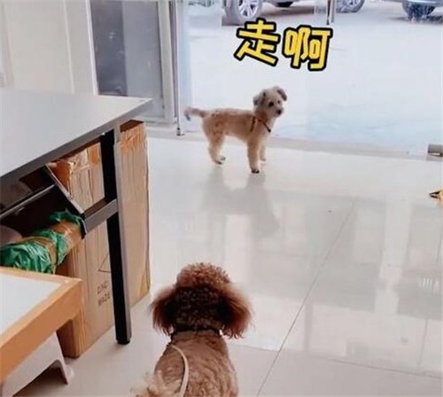 狗子連喊帶比劃叫小伙伴出去玩表情包帶字動圖免費下載截圖4