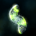 Bionix袍子中文版手機版