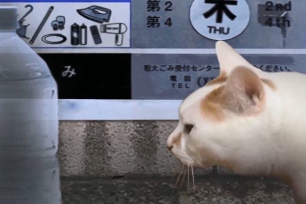 翌日系列貓日怪談游戲手機中文版截圖2