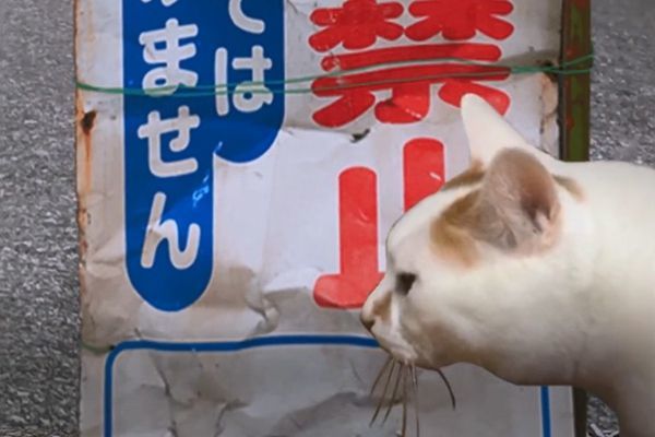 翌日系列貓日怪談游戲手機中文版截圖3