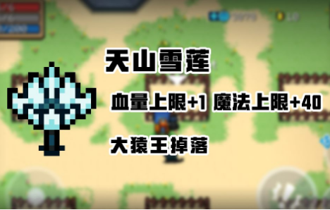 元?dú)怛T士天山雪蓮有什么用？天山雪蓮效果介紹