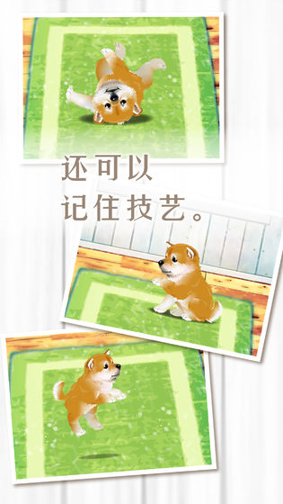 養(yǎng)育柴犬的治愈游戲安卓版截圖3