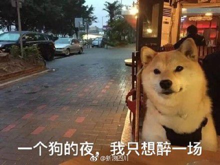 七夕单身狗表情包柴犬图片九枚高清版截图4: