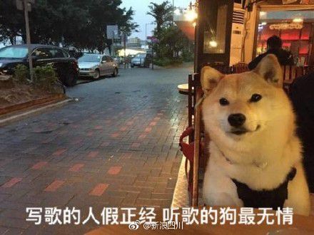 七夕单身狗表情包柴犬图片九枚高清版截图3: