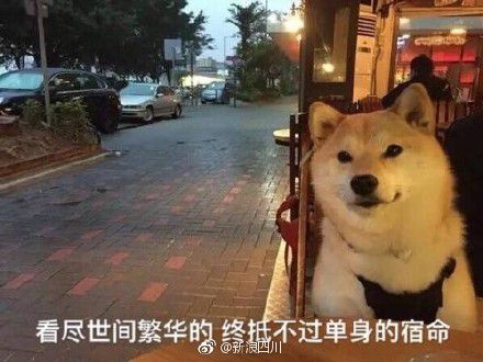 七夕单身狗表情包柴犬图片九枚高清版截图1: