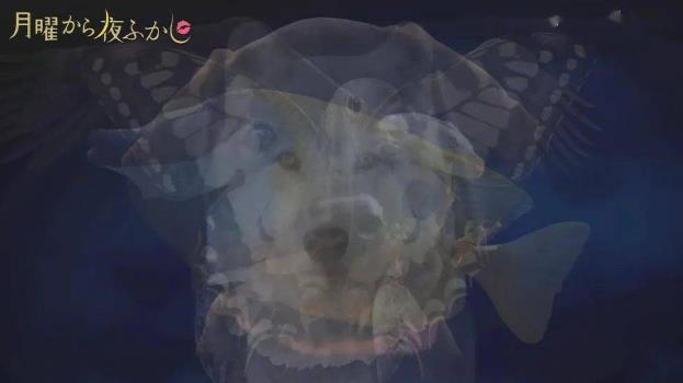 從選擇的動(dòng)物判斷你的隱藏性格游戲附答案地址截圖1