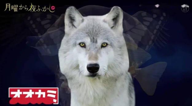 從選擇的動(dòng)物判斷你的隱藏性格游戲附答案地址截圖2