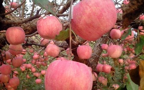 多福果園能免費領水果嗎？多福果園免費領水果條件方法