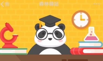 小熊貓屬于哪個科？微博森林驛站1.11答案分享